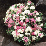 Spiraea japonica ‘Genpei’