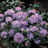 Rhododendron Moerheim Lilac