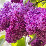 Syringa V. Charles joly