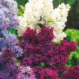 Syringa V. Charles joly