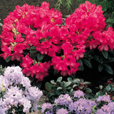 Rhododendron Scarlet Wonder