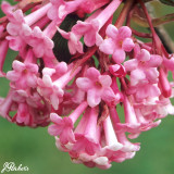 Viburnum Bodnantense Dawn P9