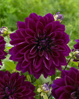 Dahlia 'Thomas Edison'