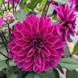 Dahlia 'Thomas Edison'