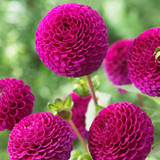 Dahlia 'Rocco'