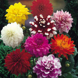 Dahlia 'Smokey'