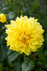 Dahlia Golden Emblem