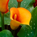 Zantedeschia Mango (Calla Lily)