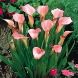 Zantedeschia rehmannii