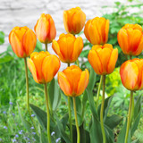 Tulip 'Blushing Apeldoorn'