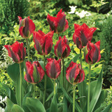 Tulip Hollywood 11/12cm