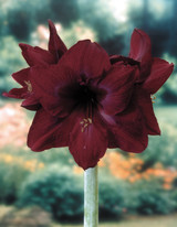 Amaryllis Black Pearl 30cm+