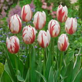 Tulip 'Happy Generation'