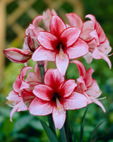 Amaryllis Charisma 30cm+