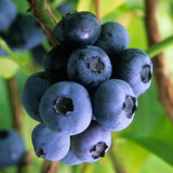 Blueberry Fruiting Gold Traube