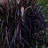 Pennisetum setaceum Rubrum