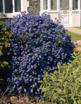Ceanothus Puget Blue