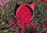 Cranberry