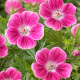 Geranium Elke