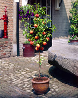 Peach  'Bonanza' (Patio)