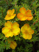 Potentilla fruticosa Sunset
