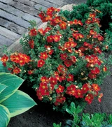 Potentilla fruticosa 'Red Ace'
