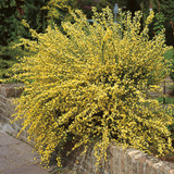 Cytisus praecox Allgold