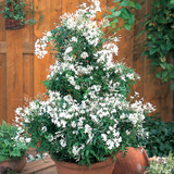 Jasmine Officinale