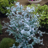 Eucalyptus Gunnii