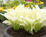 Hosta White Feather