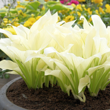 Hosta White Feather