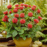 Monarda bradburyana 'Cambridge Scarlet'