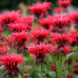 Monarda bradburyana 'Cambridge Scarlet'