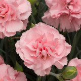 Dianthus Letitia Wyatt