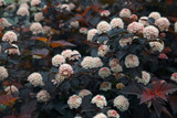 Physocarpus opulifolius Diabolo