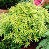 Choisya dewitteana 'Goldfingers'