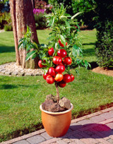 Patio Nectarine