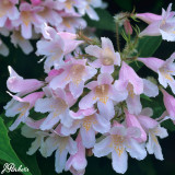 Kolkwitzia amabilis 'Pink Cloud'