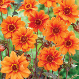 Dahlia 'Bishop of Oxford'