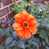 Dahlia 'Bishop of Oxford'