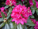 Rhododendron nova Zembla