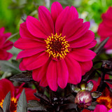 Dahlia 'Bishop of Canterbury'