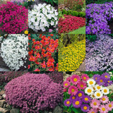 Perennial Ground Cover Collection