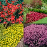 Perennial Ground Cover Collection
