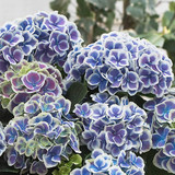 Hydrangea Bavaria