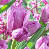 Tulip 'Alibi'