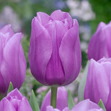 Tulip 'Alibi'