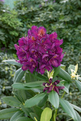 Rhododendron Marcel Menard