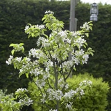 Cherry 'Sunburst'