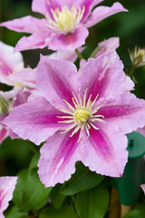 Clematis Piilu